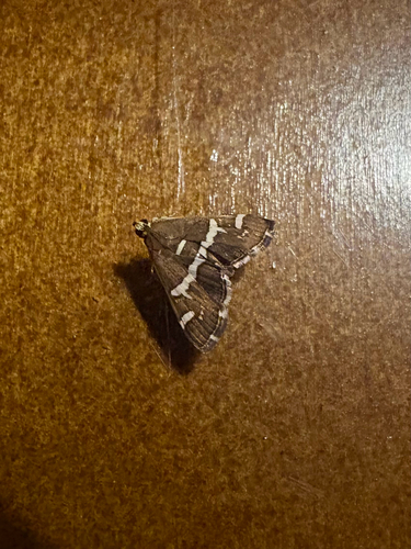 Hawaiian Beet Webworm Moth