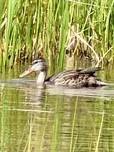 iNaturalist observation photo of Mallard