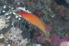 Pseudocheilinus octotaenia