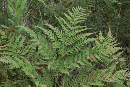 pinewood bracken