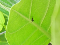 Cylas formicarius