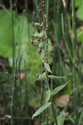 Broad-leaved helleborine