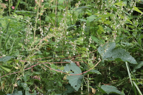 Copse-bindweed