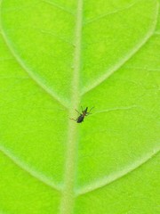 Cylas formicarius