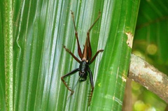 Listroscelidinae