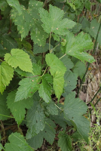 Blackcurrant