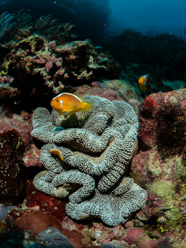 Amphiprion leucokranos observed 2026-07-14