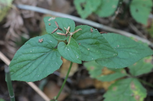 Viola nemoralis