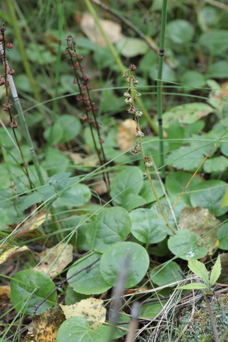 round-leaved wintergreen