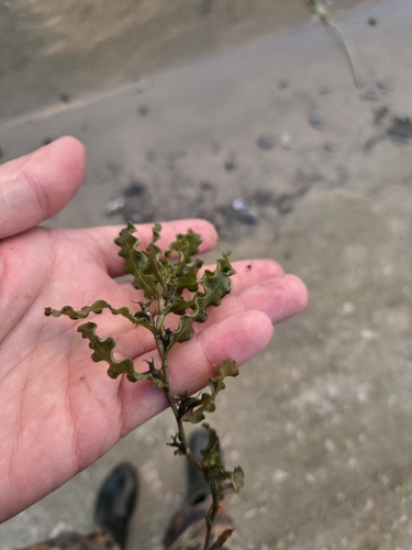 Curly-leaf Pondweed
