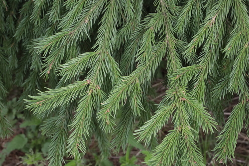 Siberian spruce