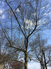 Platanus × hispanica