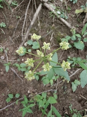 Thaspium trifoliatum