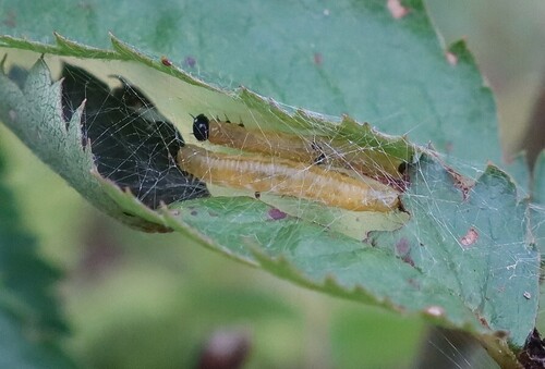 Neurotoma iridescens