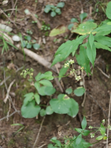 Thaspium trifoliatum, photograph 3