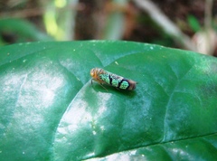 Amblyscarta invenusta