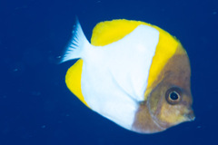 Hemitaurichthys polylepis