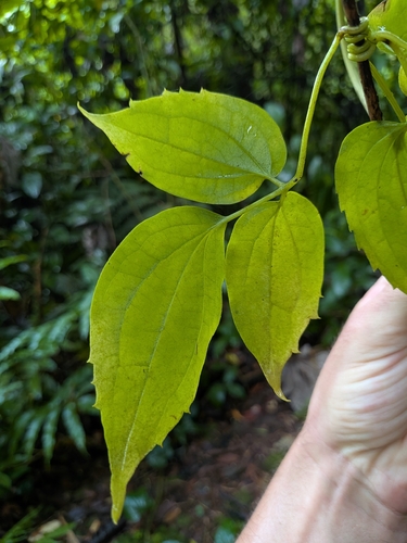 Clematis dioica, photograph 5