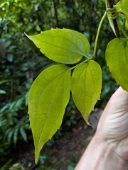 Clematis dioica, photograph (c) Guillaume Delaitre, some rights reserved (CC BY)