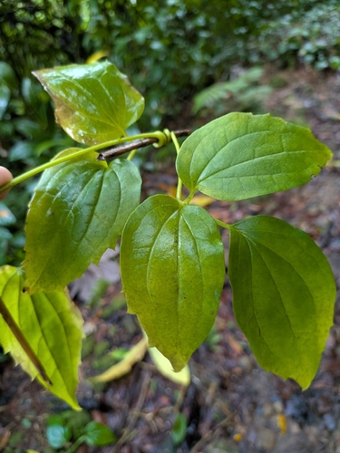 Clematis dioica, photograph 6