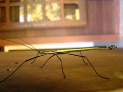 Paraphasma sooretama