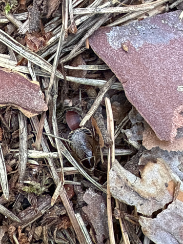 Forest Cockroach