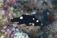 Bodianus axillaris