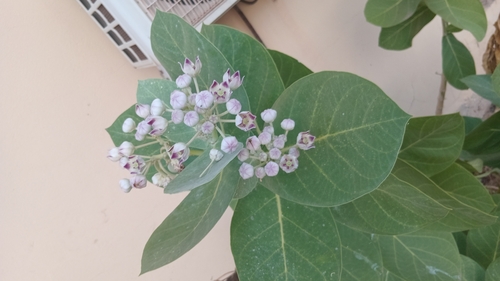 giant milkweed