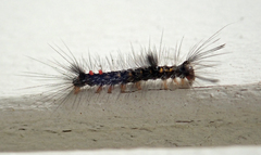 Euproctis melanosoma