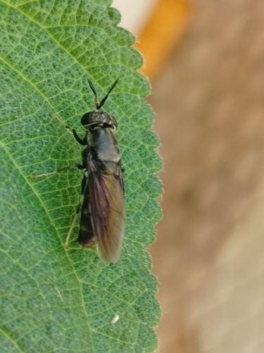 Black Soldier Fly