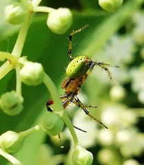 Araniella opisthographa