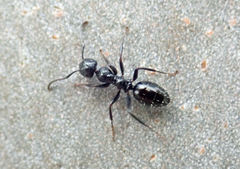 Colobopsis gasseri