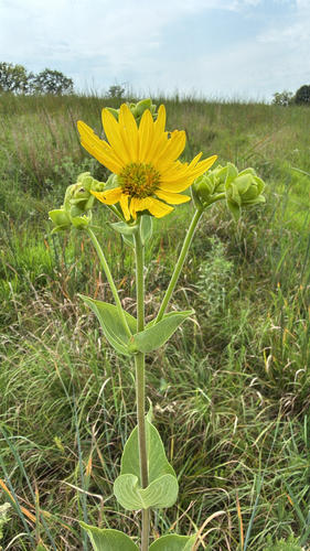prairie rosinweed
