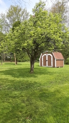 Pyrus bourgaeana