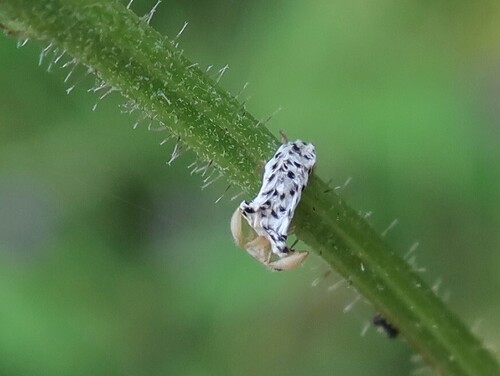 Tenthredo bifasciata