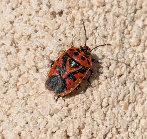 cruciferous bug