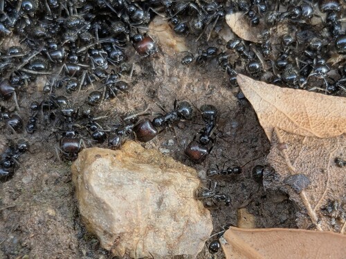 Barbary Harvester Ant