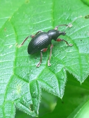 Otiorhynchus clavipes