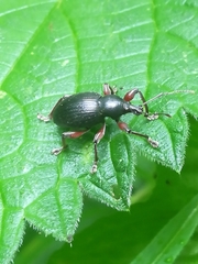 Otiorhynchus clavipes