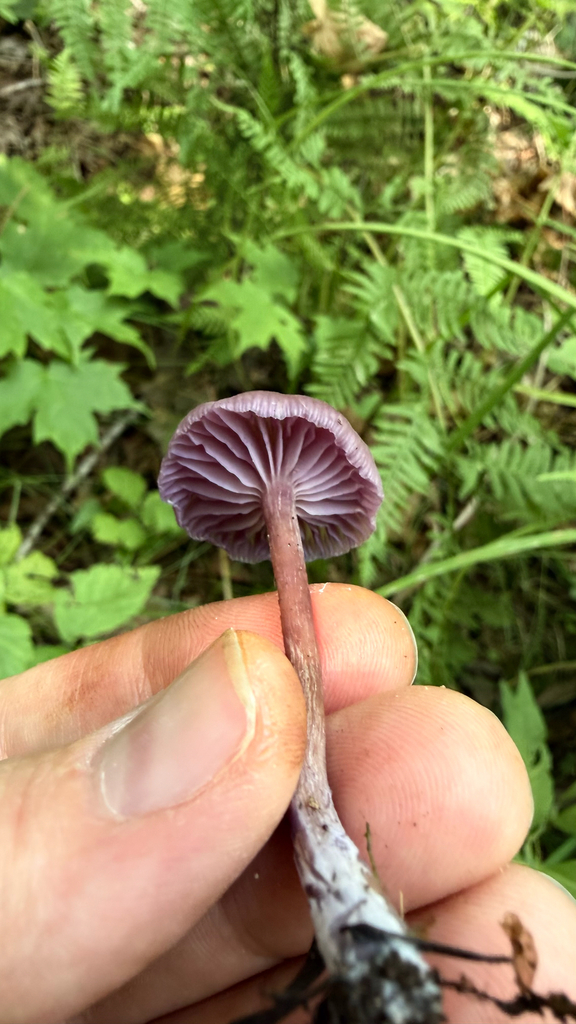 Amethyst Deceiver · August 2026 · photo: Photo: (c) Erica Tava Johnson, some rights reserved (CC BY) · iNaturalist