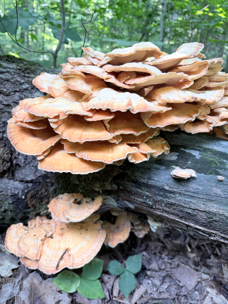 chicken of the woods · August 2026 · photo: Photo: (c) Erica Tava Johnson, some rights reserved (CC BY) · iNaturalist