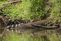 Pseudemys rubriventris