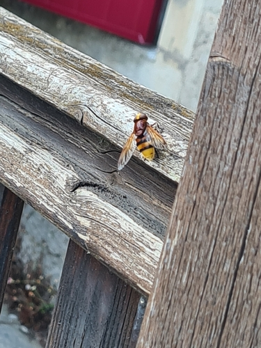 Hornet Mimic Hover Fly