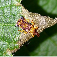 Uroplata fulvopustulata