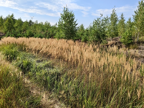 Bushgrass