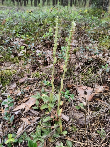 lesser rattlesnake plantain