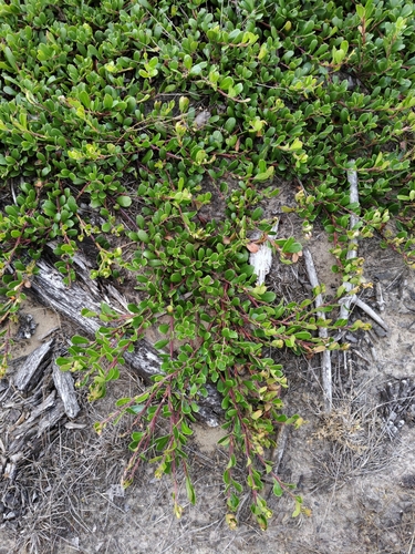 bearberry