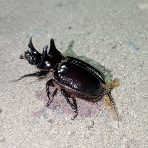 Strategus validus