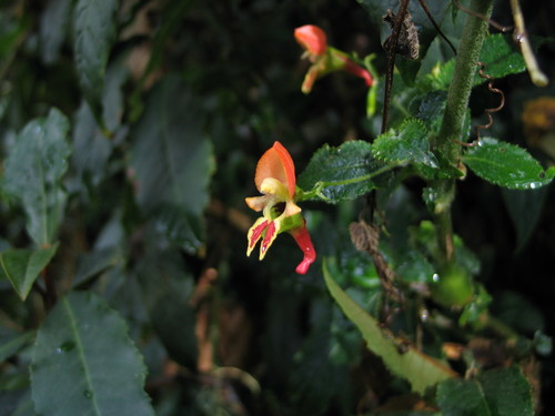 Impatiens sakeriana