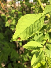 Tatianaerhynchites aequatus